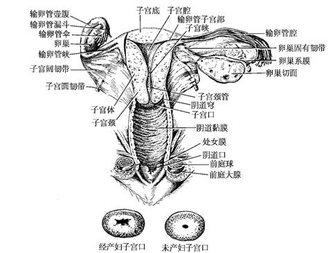 女 生殖器|女性生殖结构：